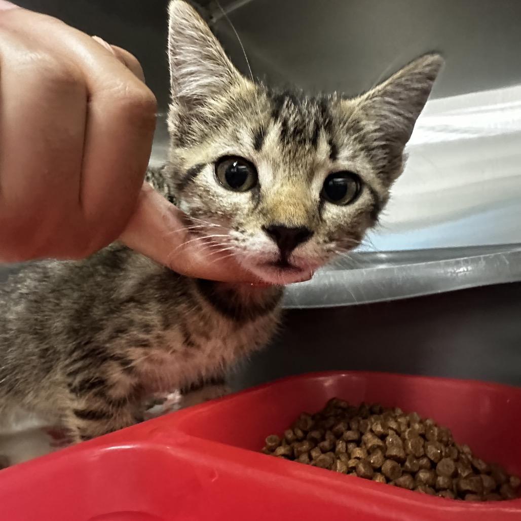Cashmere, Adoptable, Kitten Female Domestic Short Hair.