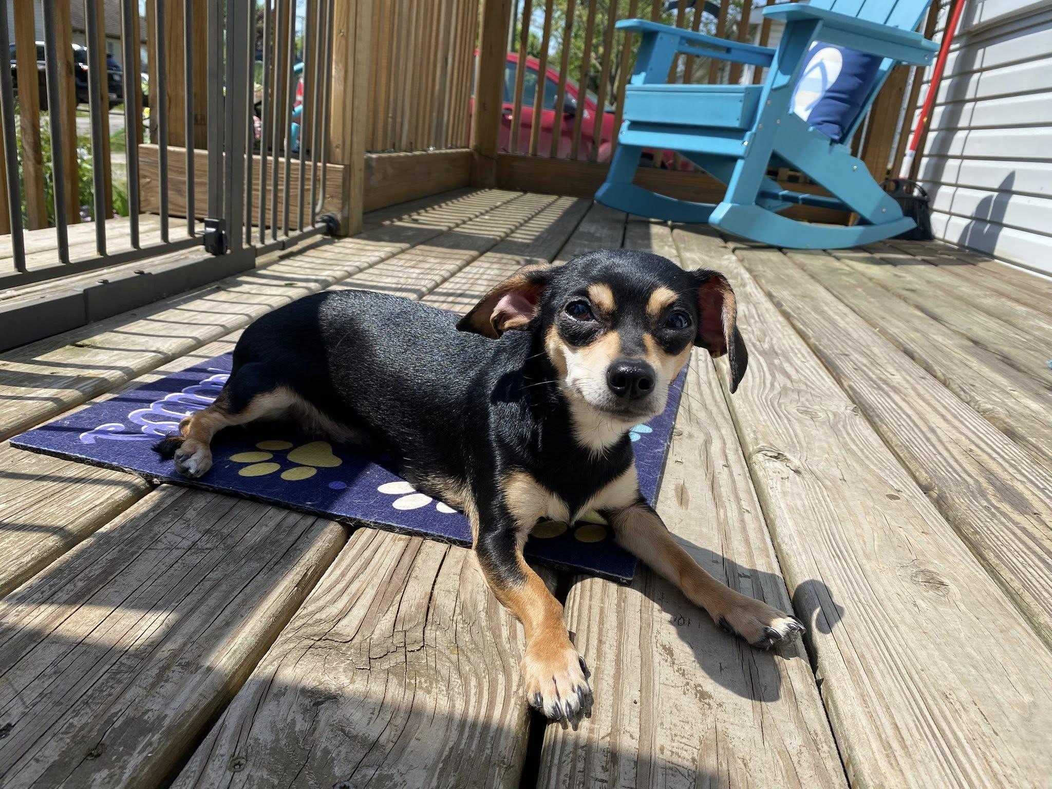 Enlarge Pizelle, a Adopted mixed breed in Rockwood, MI image 2/5