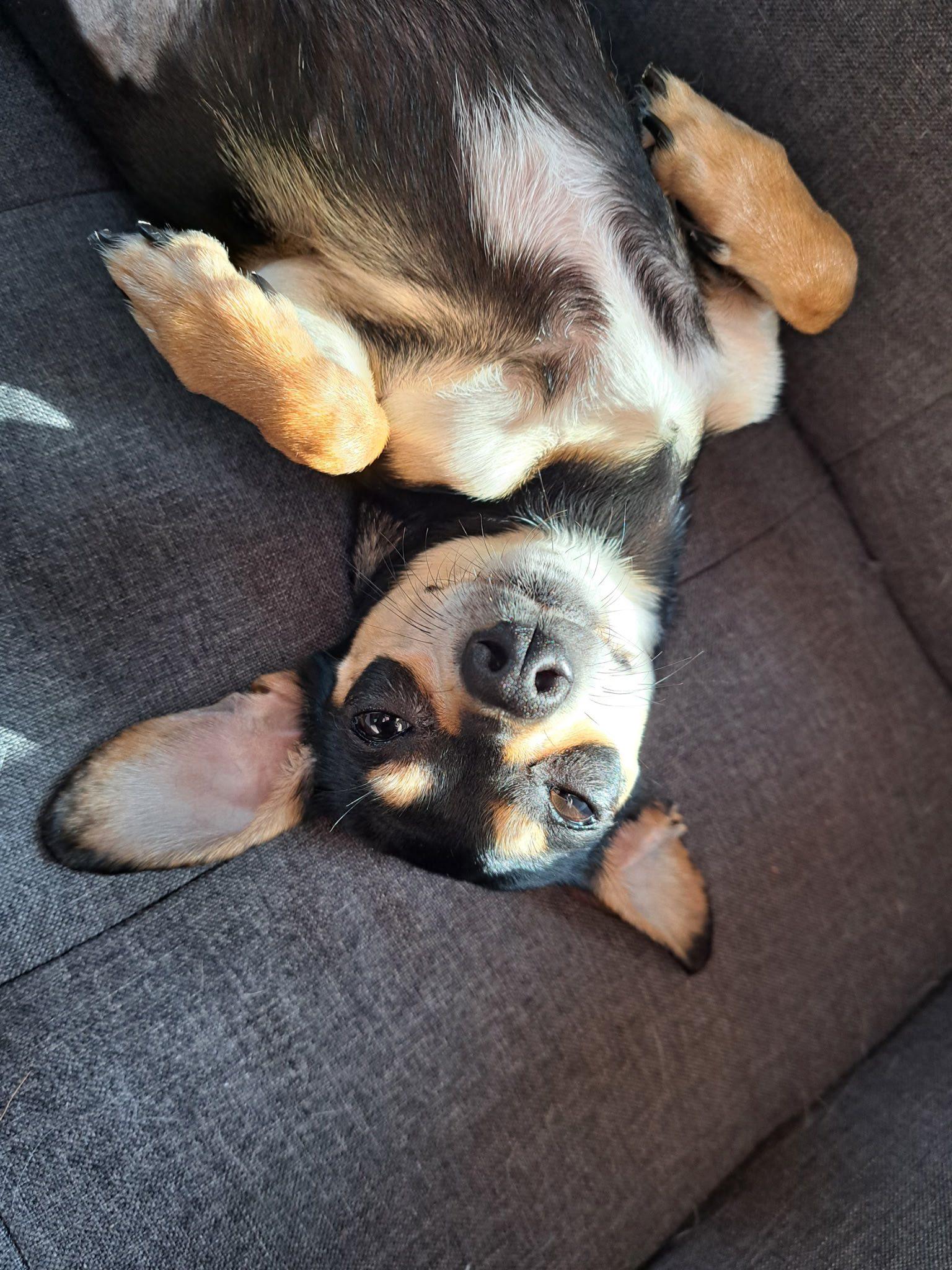 Enlarge Pizelle, a Adopted mixed breed in Rockwood, MI image 3/5