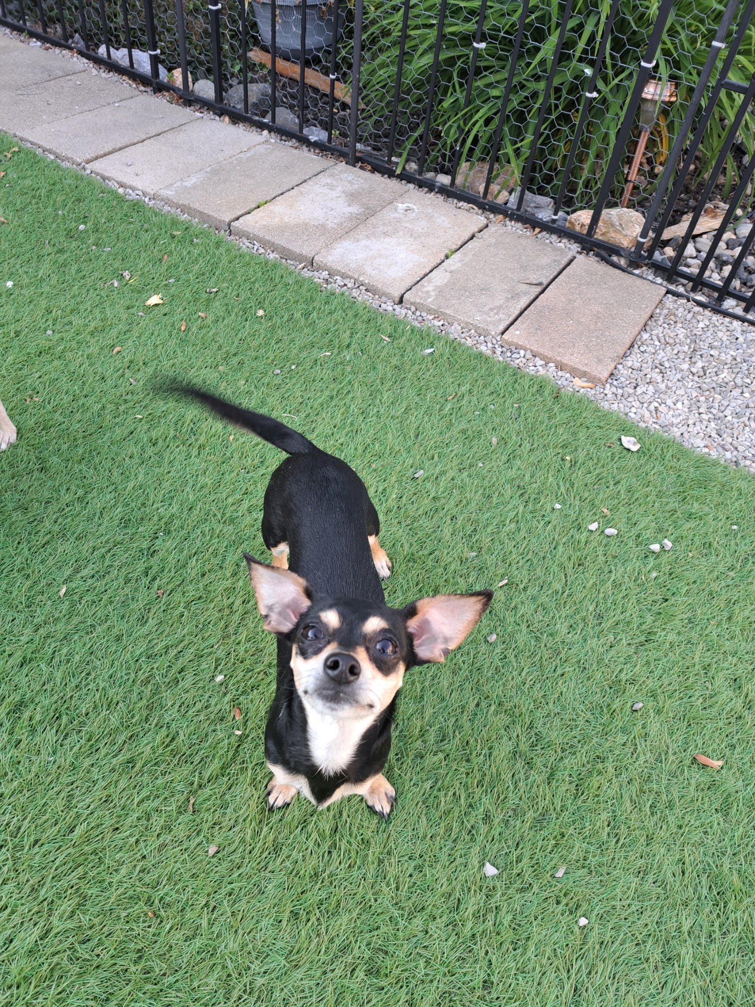 Pizelle, Adopted, Young Female Chihuahua & Dachshund.