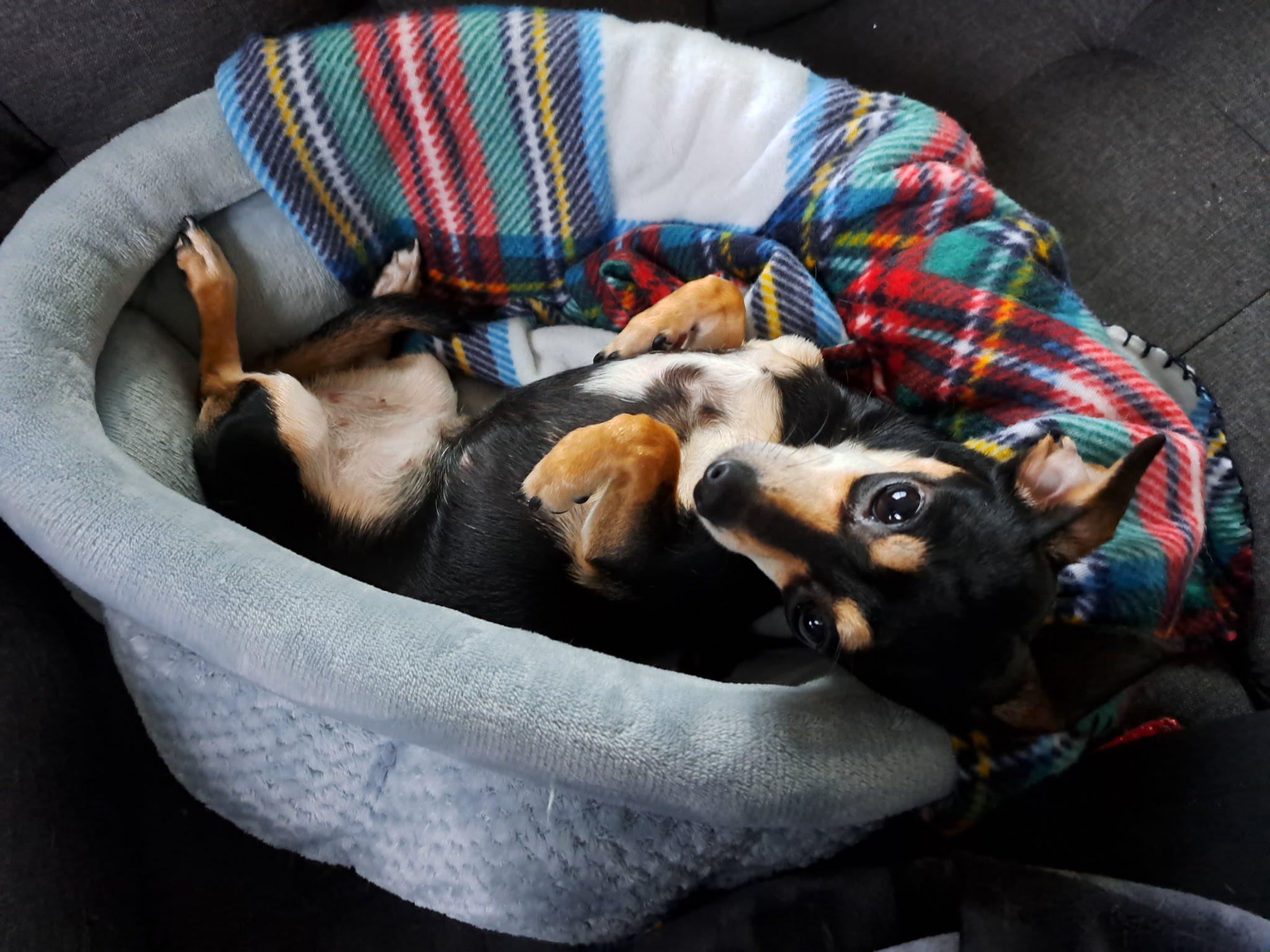 Enlarge Pizelle, a Adopted mixed breed in Rockwood, MI image 4/5