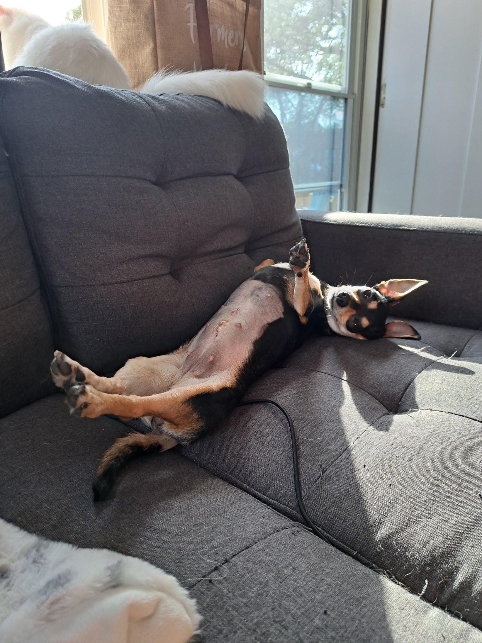 Enlarge Pizelle, a Adopted mixed breed in Rockwood, MI image 5/5