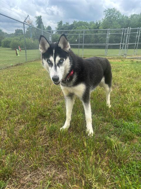 ARTIC, Adoptable, Adult Female Siberian Husky.