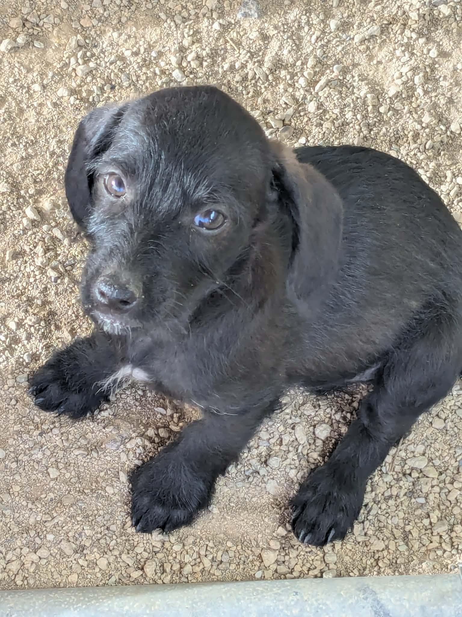 Gouda's Asiago, Adopted, Puppy Male Dachshund & Poodle.
