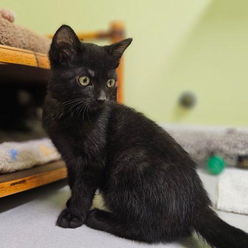 Trooper 5805 C, a Adoptable Domestic Short Hair in Frankfort, KY image 1/5