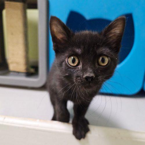 Trooper 5805 C, a Adoptable Domestic Short Hair in Frankfort, KY image 2/5