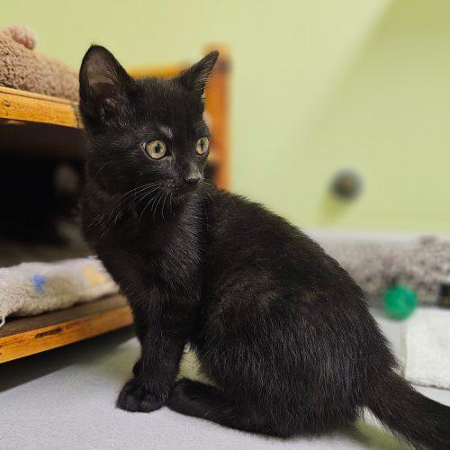 Trooper 5805 C, a Adoptable Domestic Short Hair in Frankfort, KY image 3/5