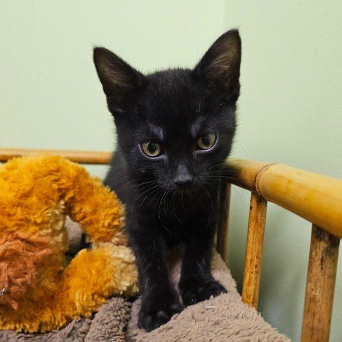 Trooper 5805 C, a Adoptable Domestic Short Hair in Frankfort, KY image 4/5