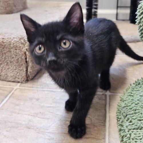 Trooper 5805 C, a Adoptable Domestic Short Hair in Frankfort, KY image 5/5