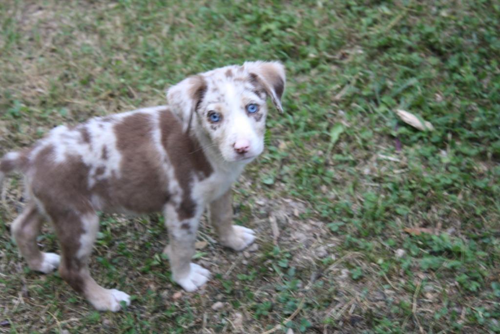 Bea, Adoptable, Adult Female Catahoula Leopard Dog.