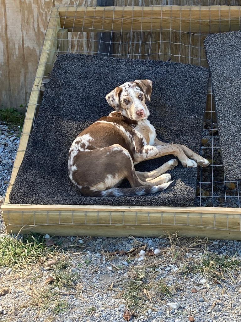Enlarge Bea, a Adoptable mixed breed in Jemison, AL image 2/3
