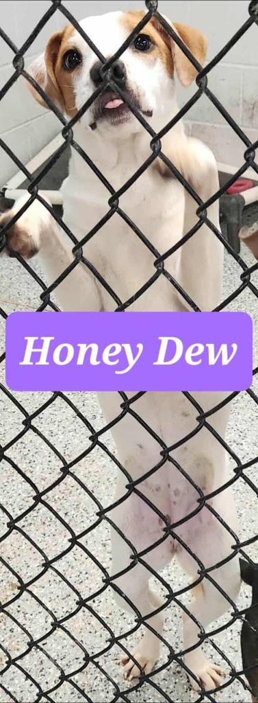 Honeydew, Adoptable, Young Female Hound.
