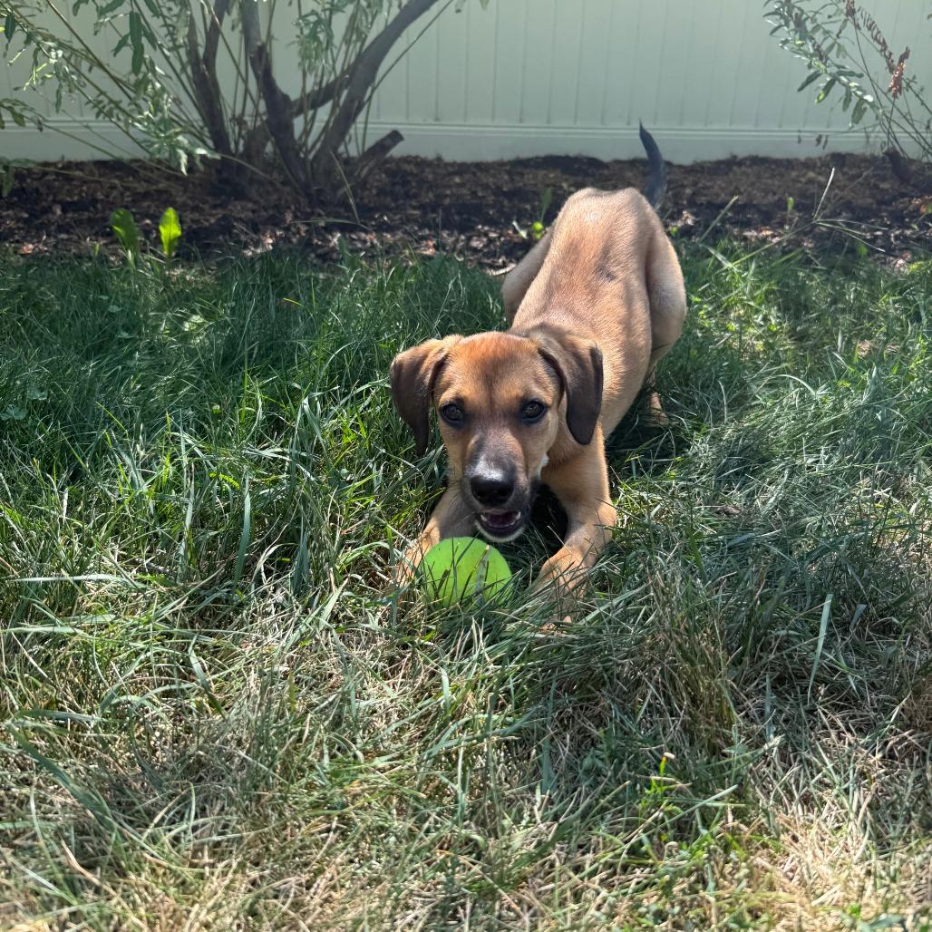 Enlarge Maverick D70558, a Adoptable mixed breed in Minnetonka, MN image 1/6
