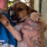 Enlarge Maverick D70558, a Adoptable mixed breed in Minnetonka, MN image 2/6