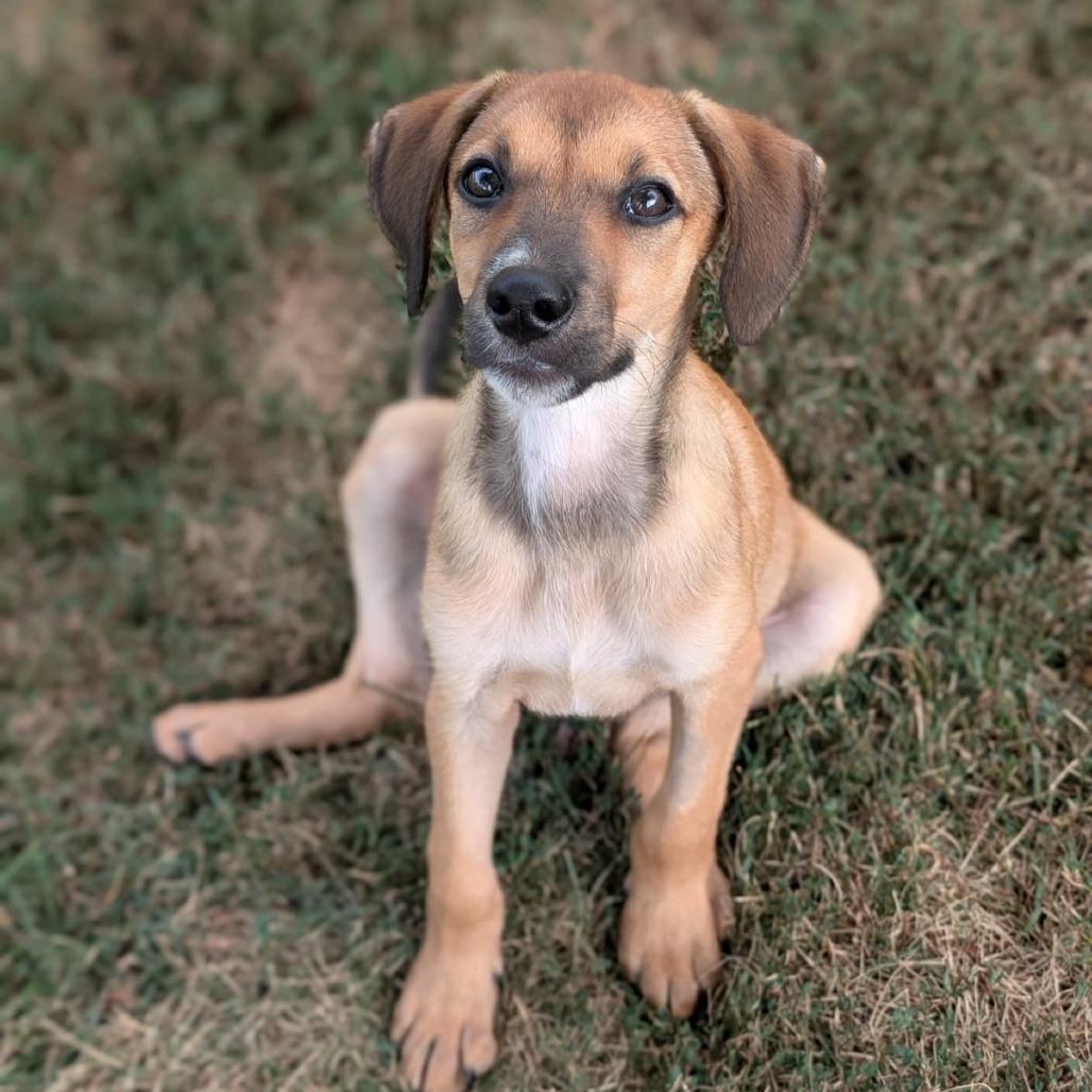 Enlarge Maverick D70558, a Adoptable mixed breed in Minnetonka, MN image 3/6
