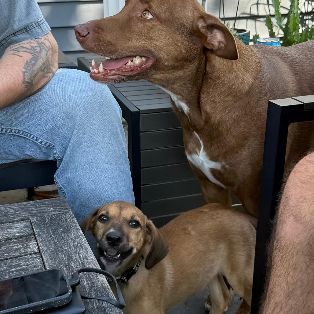 Enlarge Maverick D70558, a Adoptable mixed breed in Minnetonka, MN image 4/6