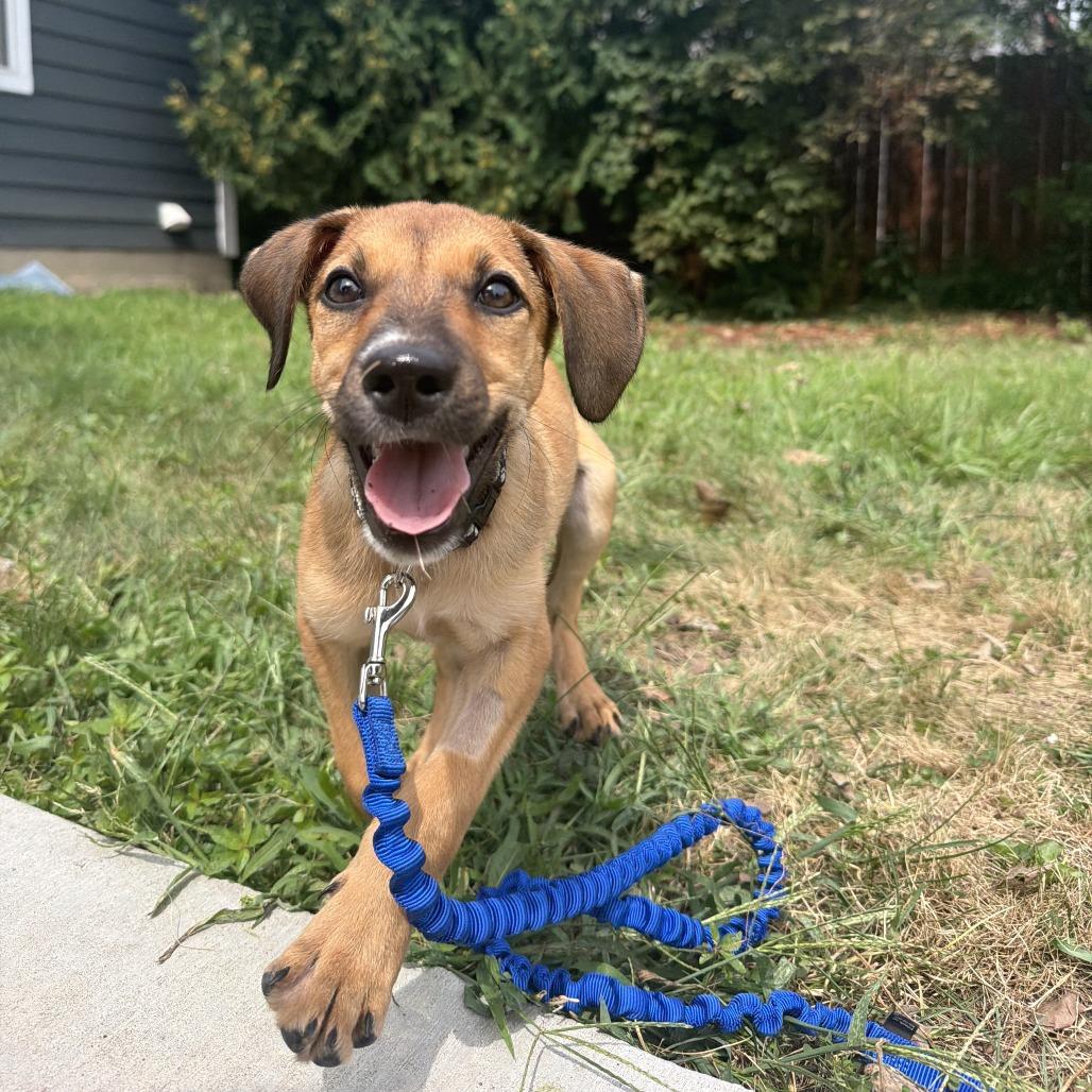 Enlarge Maverick D70558, a Adoptable mixed breed in Minnetonka, MN image 5/6