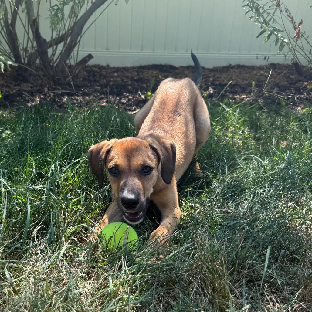 Enlarge Maverick D70558, a Adoptable mixed breed in Minnetonka, MN image 6/6