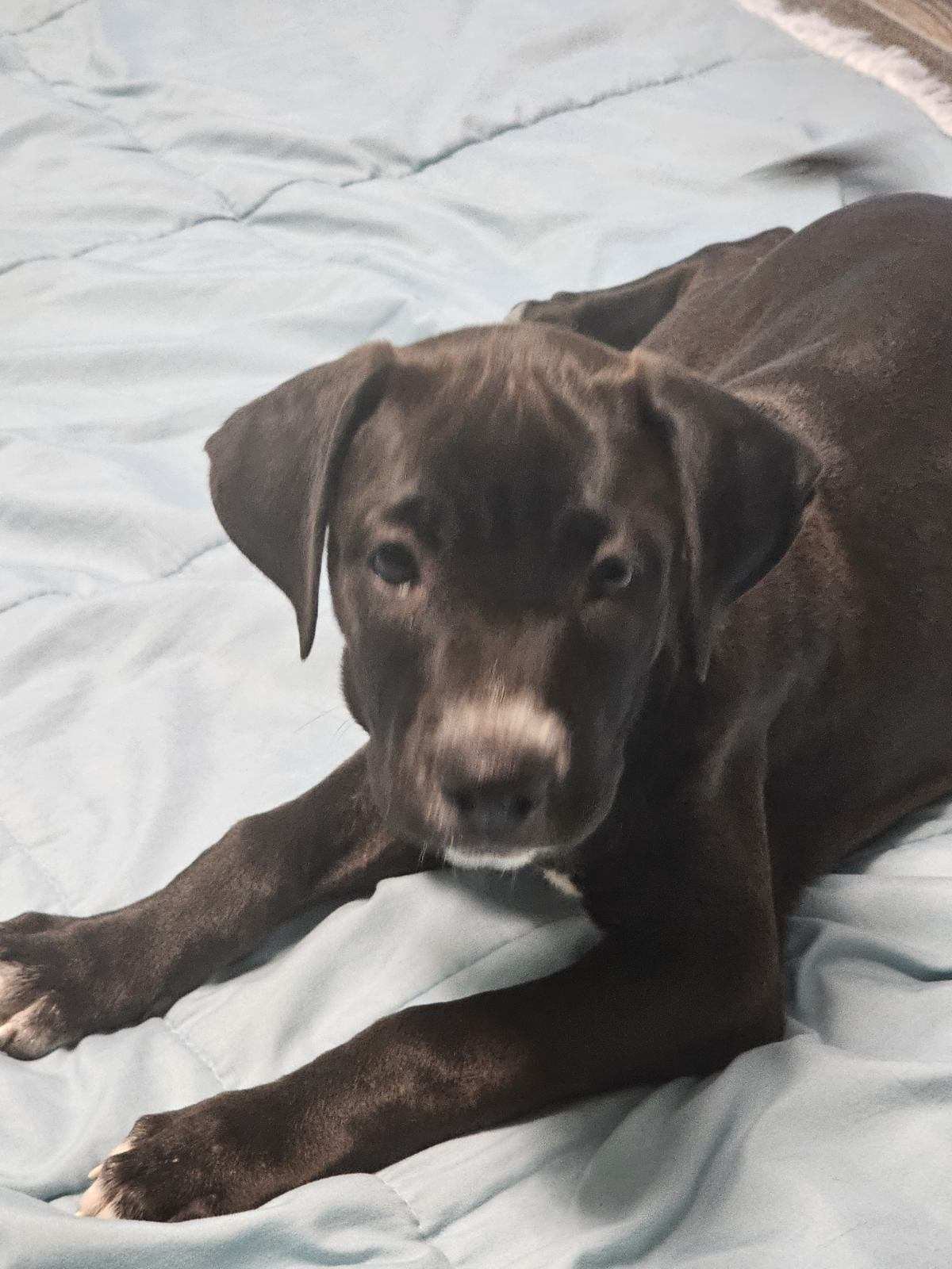 Sophie, Adopted, Puppy Female American Bulldog.