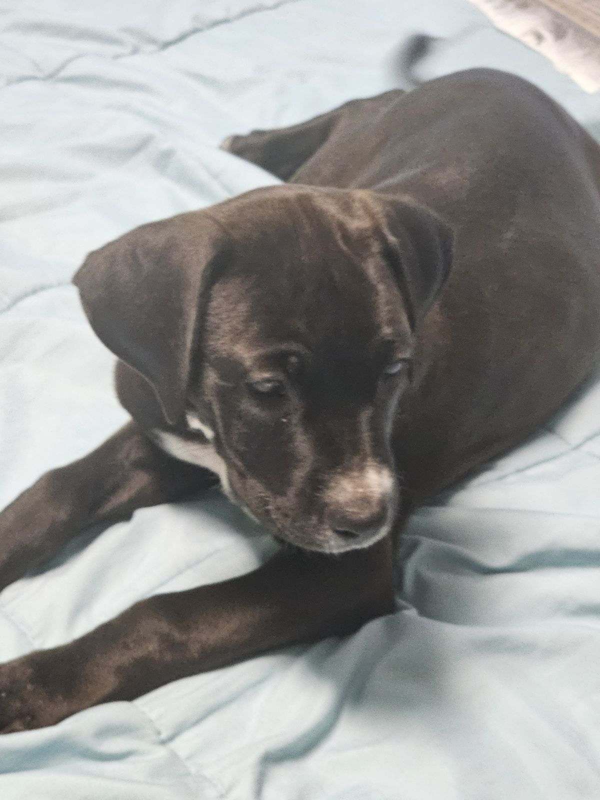 Sophie, a Adopted mixed breed in Hearne, TX image 2/2