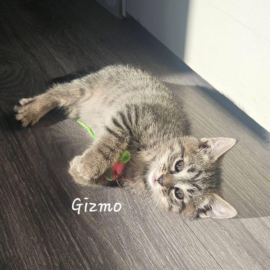 Gizmo, adopted, Kitten Male Domestic Short Hair.