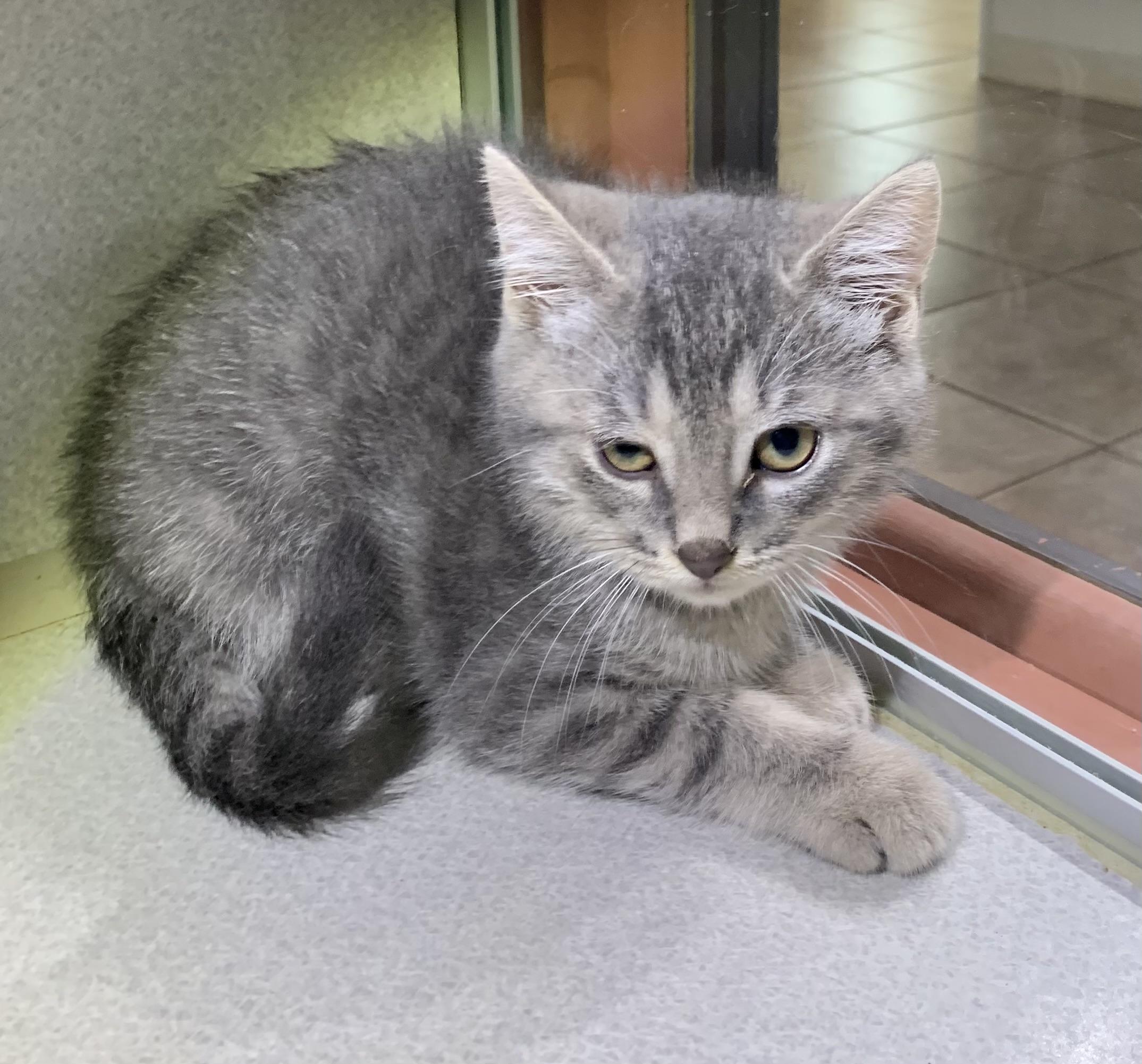 Enlarge Biscuit, a ADOPTABLE mixed breed in Massena, NY image 1/1