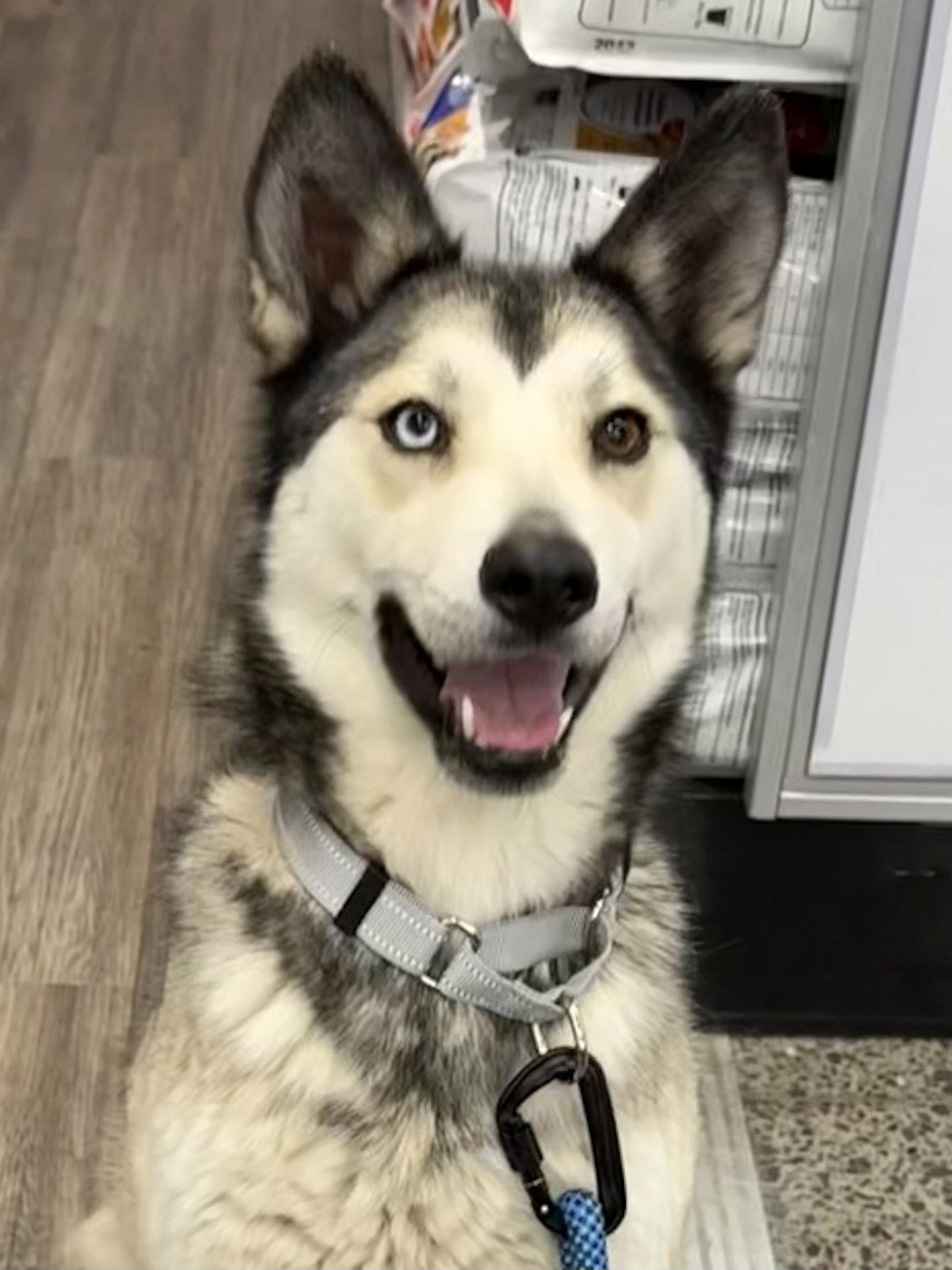 Miya, Adopted, Young Female Siberian Husky.