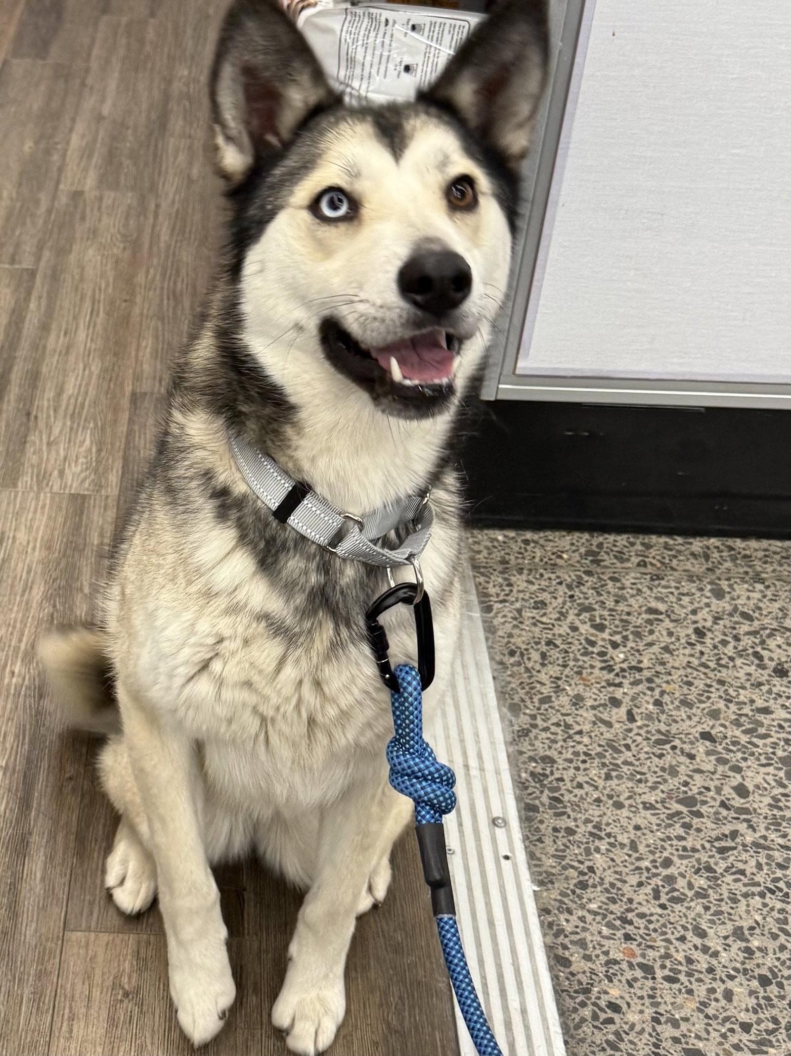 Enlarge Miya, a Adopted Siberian Husky in Cedar Crest, NM image 2/3