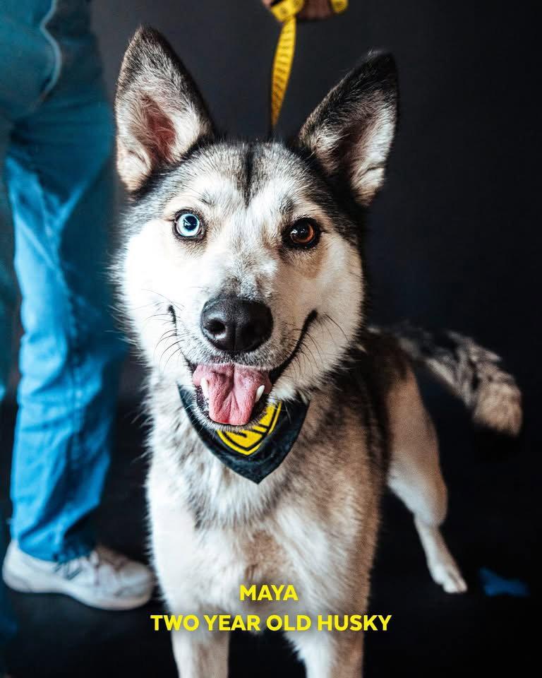 Enlarge Miya, a Adopted Siberian Husky in Cedar Crest, NM image 3/3
