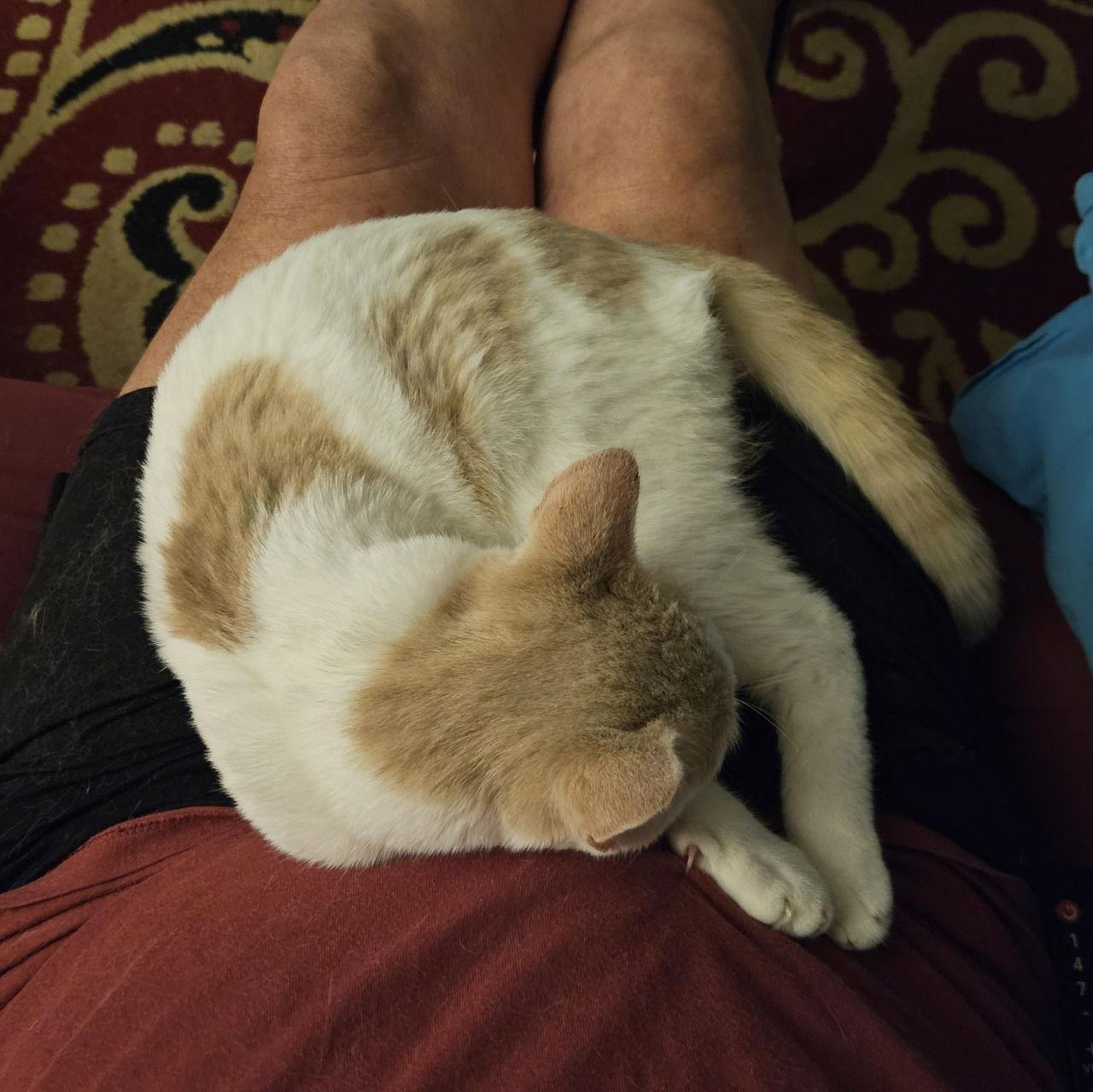 Garfield ( SC), a Adopted Domestic Short Hair in Napa, CA image 1/3