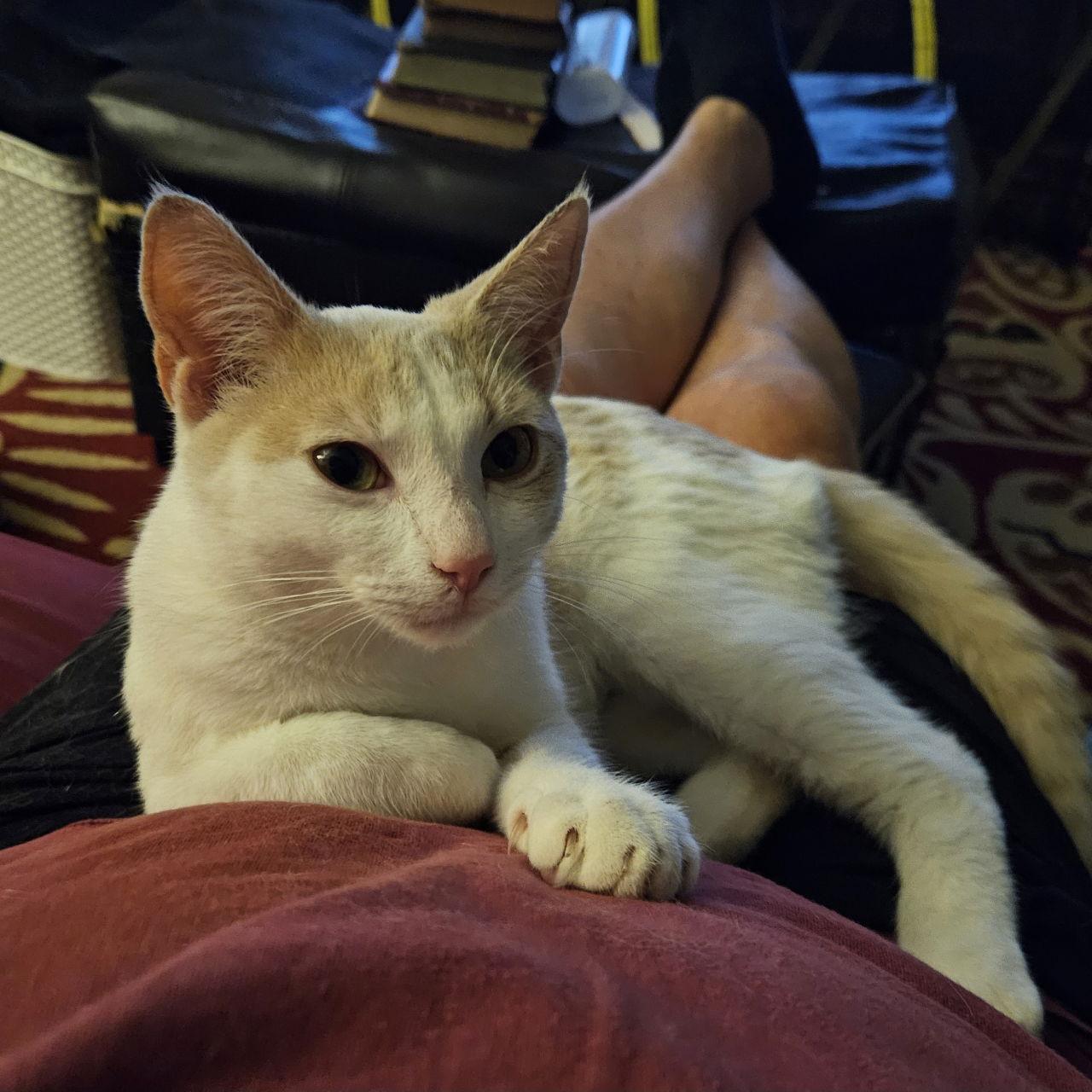 Garfield ( SC), a Adopted Domestic Short Hair in Napa, CA image 2/3