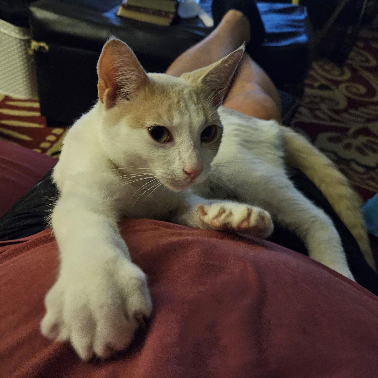 Garfield ( SC), a Adopted Domestic Short Hair in Napa, CA image 3/3