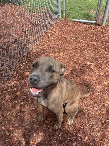 WESLEY, Adoptable, Young Male Pit Bull Terrier.