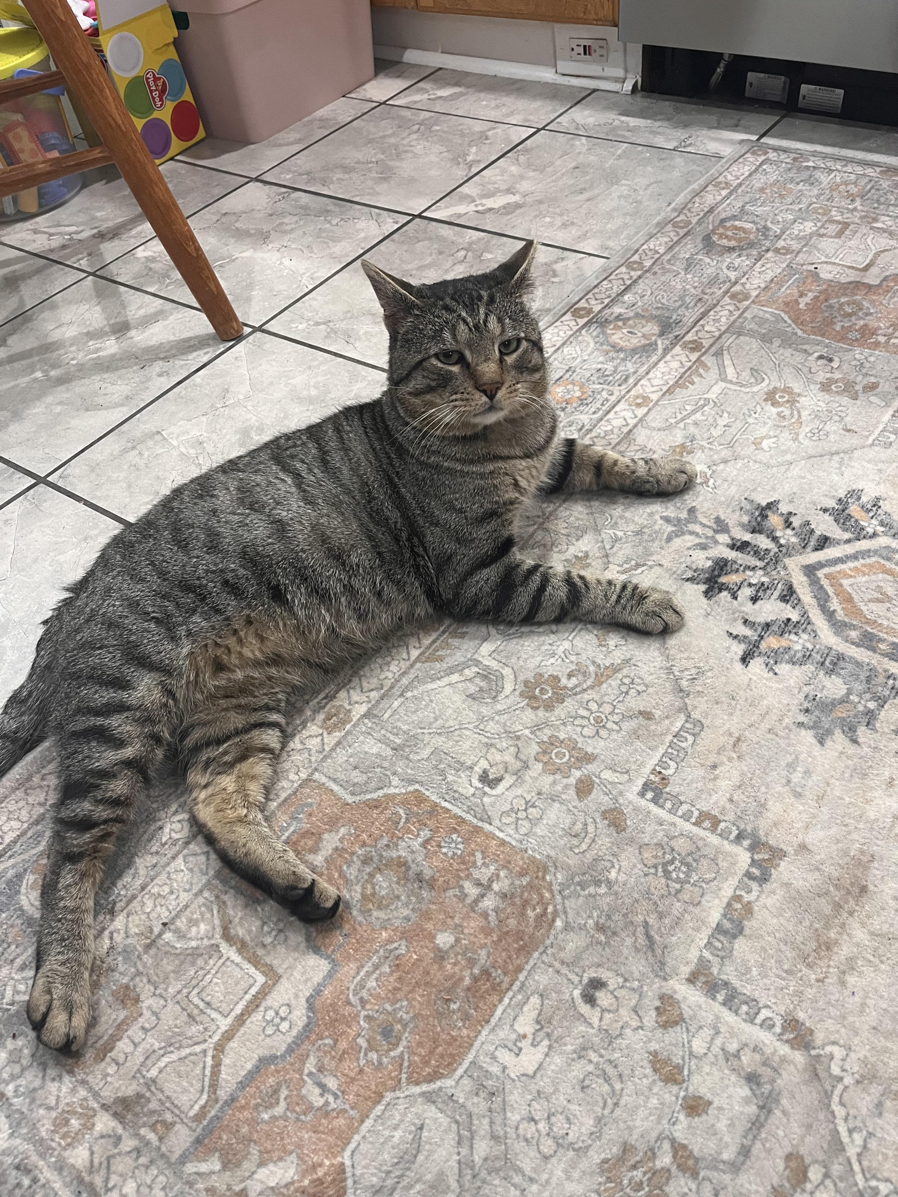 Enlarge Skittles the lap cat, dog alike personality , a Adoptable mixed breed in West Chester, PA image 6/6