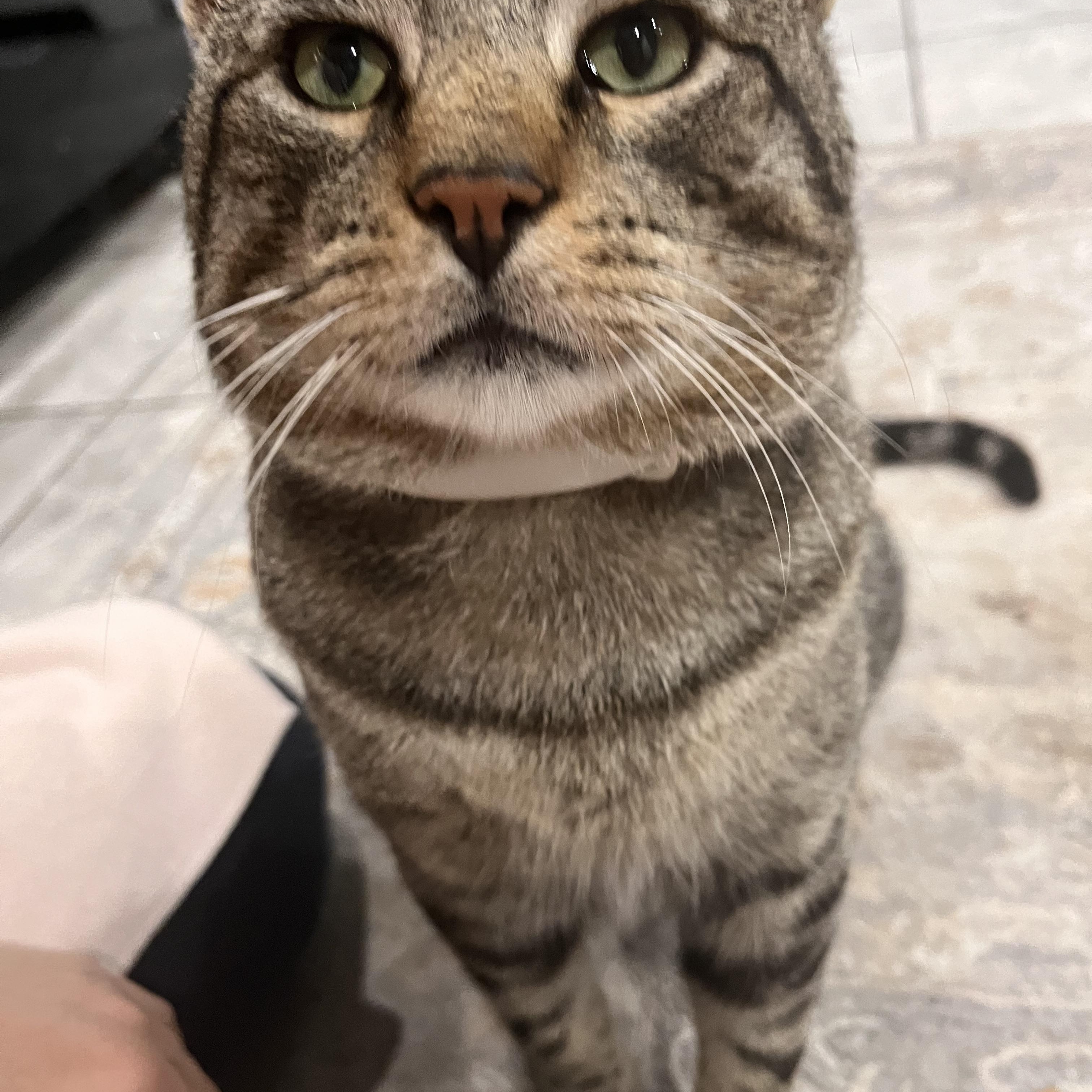 Enlarge Skittles the lap cat, dog alike personality , a Adoptable mixed breed in West Chester, PA image 4/6