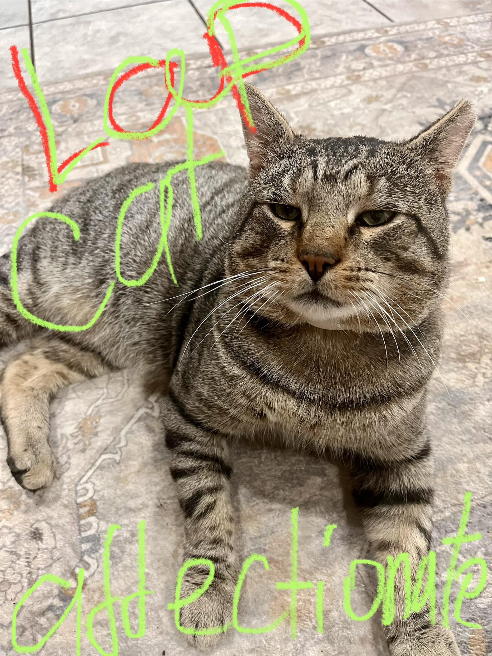 Skittles the lap cat, dog alike personality , Adoptable, Young Male Domestic Short Hair & American Shorthair.