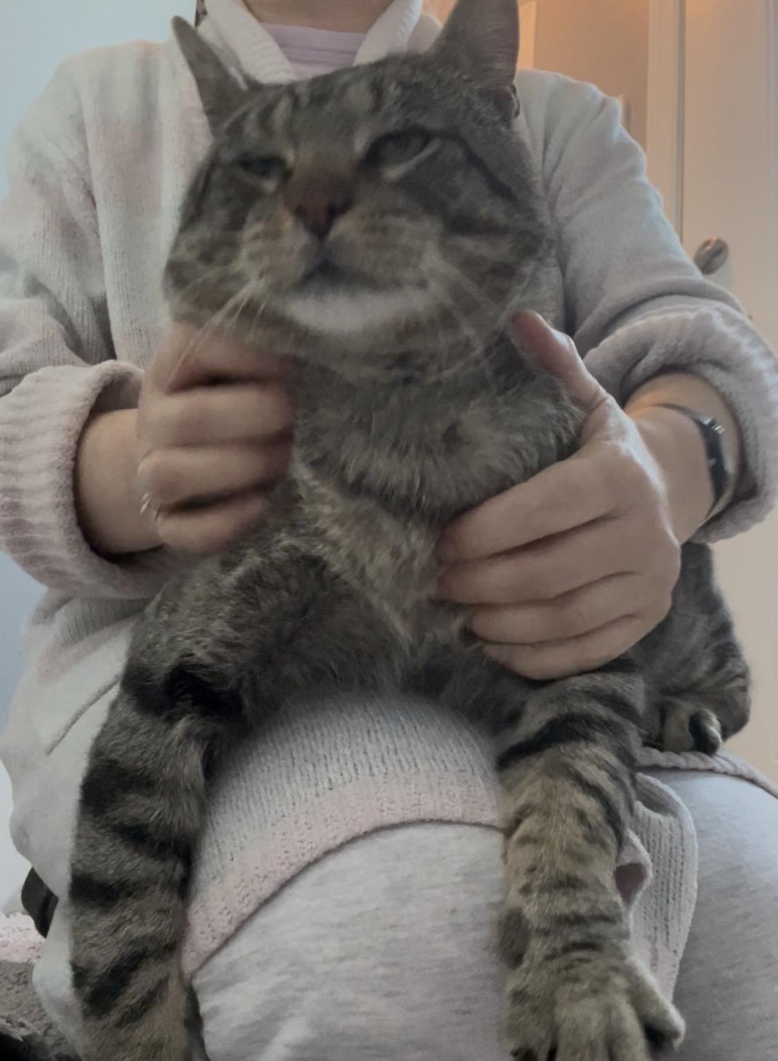 Enlarge Skittles the lap cat, dog alike personality , a Adoptable mixed breed in West Chester, PA image 5/6