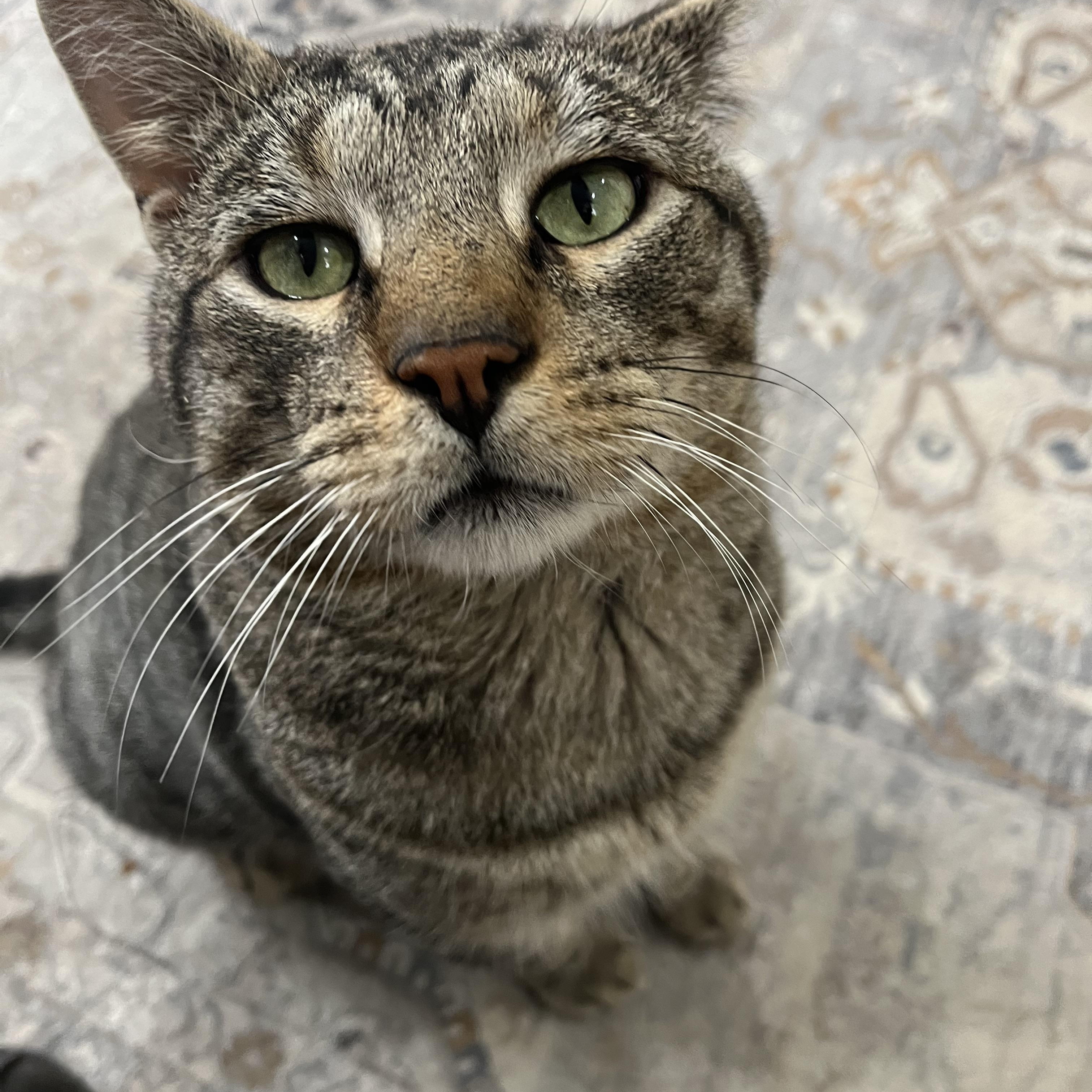 Enlarge Skittles the lap cat, dog alike personality , a Adoptable mixed breed in West Chester, PA image 3/6