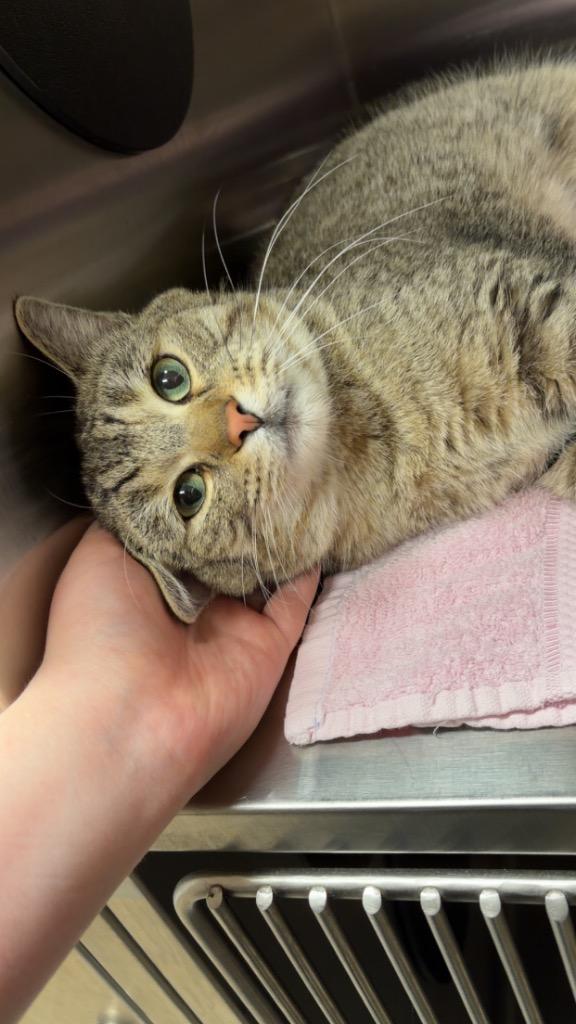 Enlarge Eggnog, a Adoptable mixed breed in Great Bend, KS image 1/1