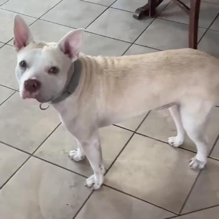 Bowie, ADOPTABLE, Puppy Male American Staffordshire Terrier.