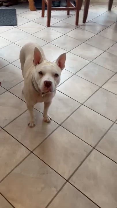 Enlarge Bowie, a ADOPTABLE mixed breed in Rochester, NY video 5/6