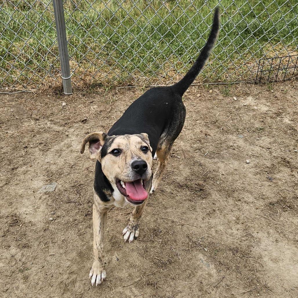 Enlarge Bonnie *Coming Soon*, a Adoptable Mixed Breed in Dover, NH image 3/4