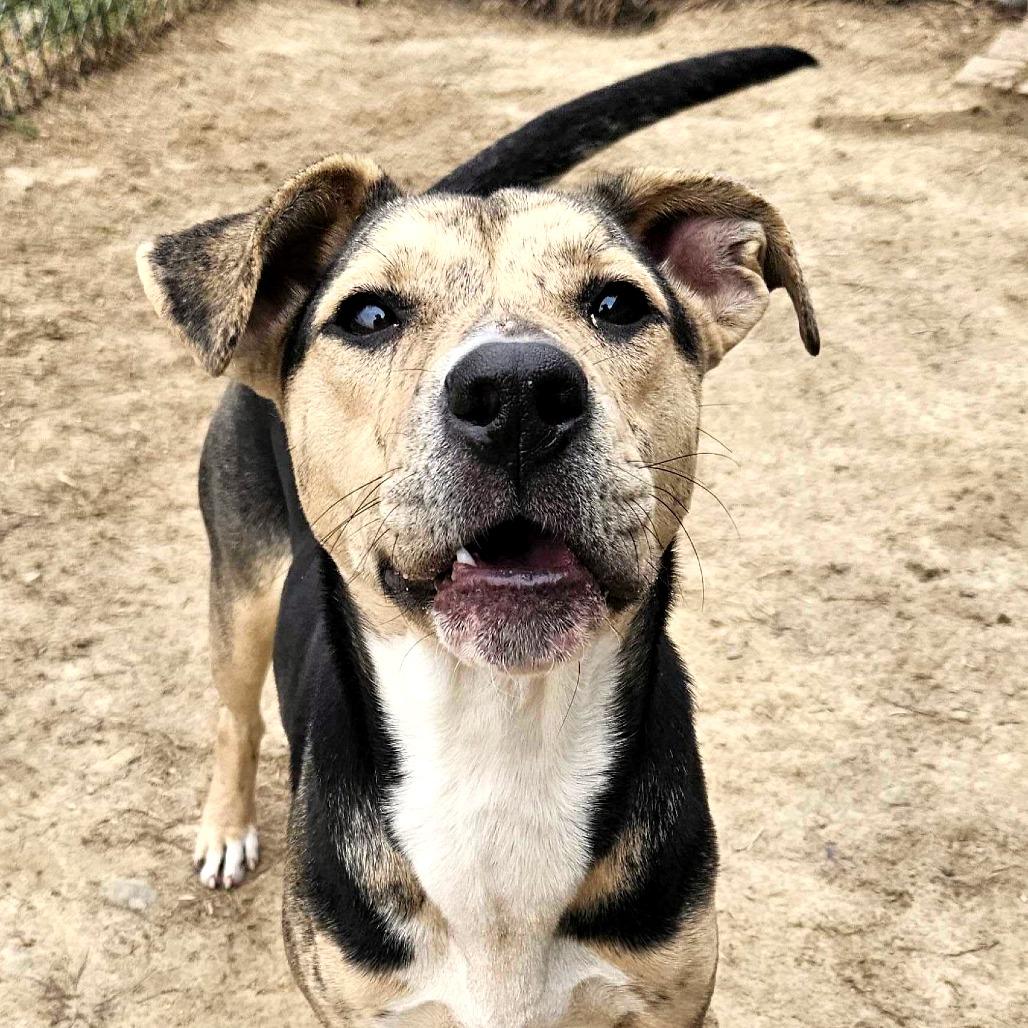 Enlarge Bonnie *Coming Soon*, a Adoptable Mixed Breed in Dover, NH image 4/4