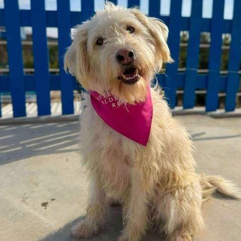 Lulu, adopted, Adult Female Terrier.