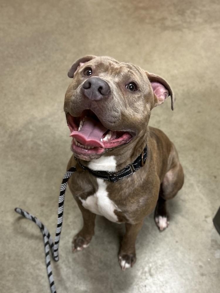 Enlarge Johnny Bravo, a Adoptable Pit Bull Terrier in Mason City, IA image 1/3