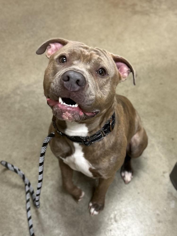 Enlarge Johnny Bravo, a Adoptable Pit Bull Terrier in Mason City, IA image 2/3