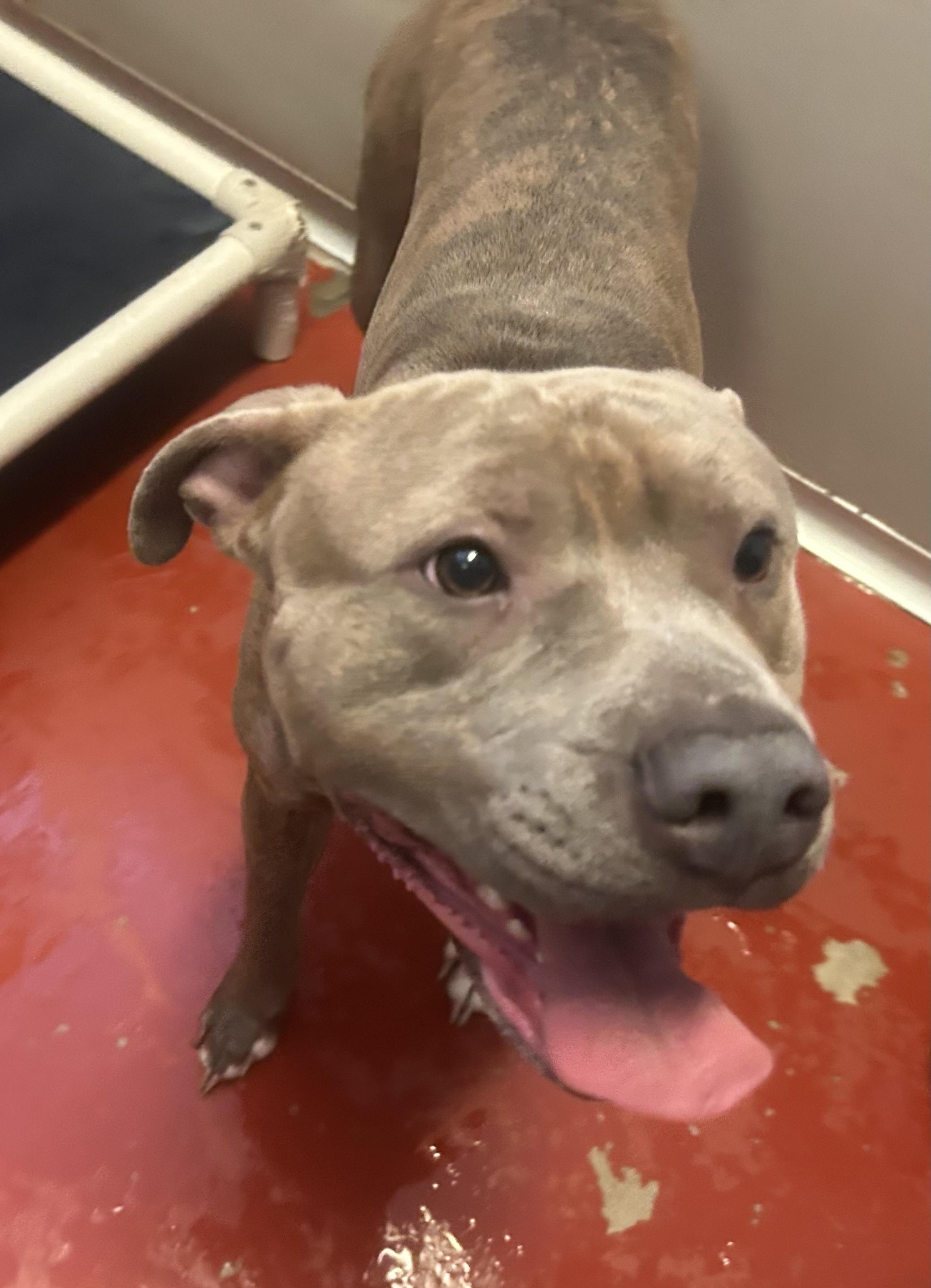 Enlarge Johnny Bravo, a Adoptable Pit Bull Terrier in Mason City, IA image 3/3