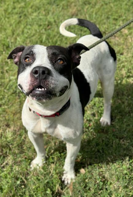 CEDRIC, Adoptable, Adult Male American Staffordshire Terrier.
