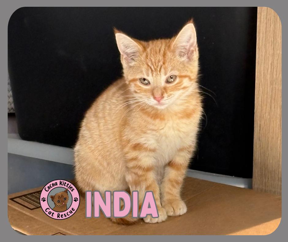 Enlarge India, a Adopted mixed breed in Hershey, PA image 1/2