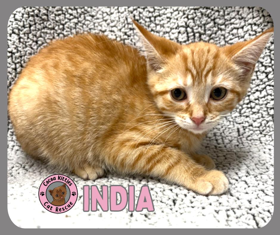 Enlarge India, a Adopted mixed breed in Hershey, PA image 2/2